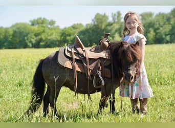 Plus de poneys/petits chevaux, Jument, 6 Ans, 69 cm, Rouan Bleu, in Valley Springs, SD,