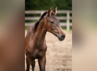 Stallion 
