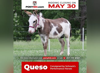 Donkey, Stallion, 4 years, 8.1 hh, Gray, in Purdy, MO,
