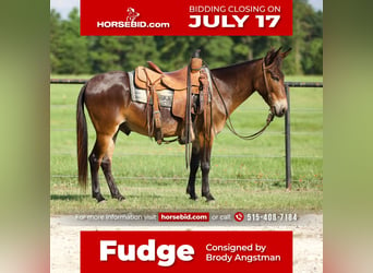 Mule, Hongre, 8 Ans, 130 cm, Bai cerise, in Huntsville, TX,