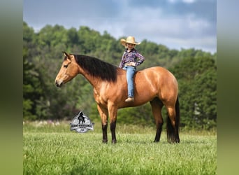 American Quarter Horse, Gelding, 5 years, 15 hh, Buckskin, in Mount Vernon, KY
