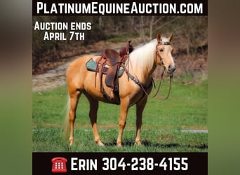 Tennessee walking horse, Hongre, 7 Ans, 152 cm, Palomino, in Flemingsburg KY,
