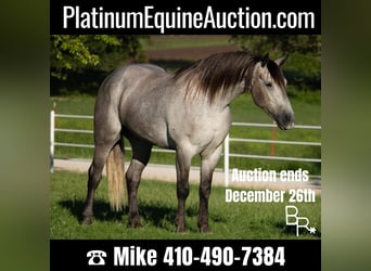 Draft Horse, Gelding, 8 years, 15.2 hh, Gray-Dapple, in Mountain Grove MO,