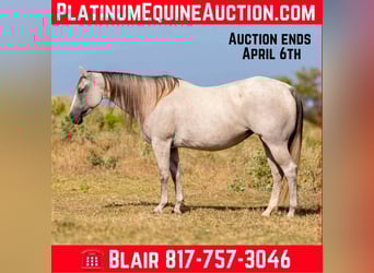 American Quarter Horse, Mare, 9 years, 14,2 hh, Gray, in Weatherford Tx,