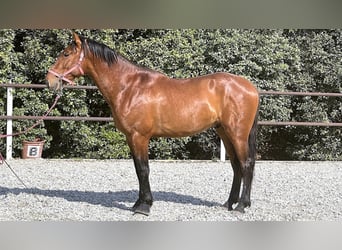 PRE Mix, Stallion, 6 years, 16.1 hh, Bay, in Madrid,