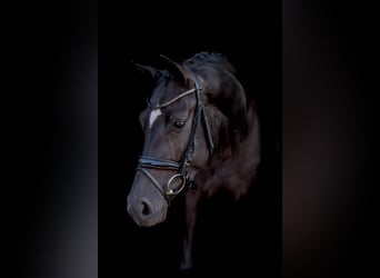Mare 4 years