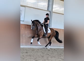 Rheinländer, Stute, 4 Jahre, 169 cm, Dunkelbrauner, in Kempen