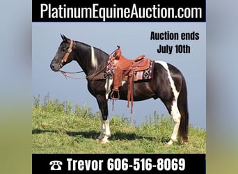 Kentucky Mountain Saddle Horse, Hongre, 13 Ans, 157 cm, Tobiano-toutes couleurs, in Whitley City KY,