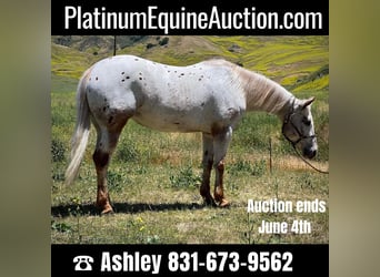 American Quarter Horse, Stute, 7 Jahre, 140 cm, Roan-Red, in Paicines CA,