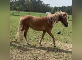 German Riding Pony, Mare, 2 years, 14 hh, Palomino, in Suhlendorf,