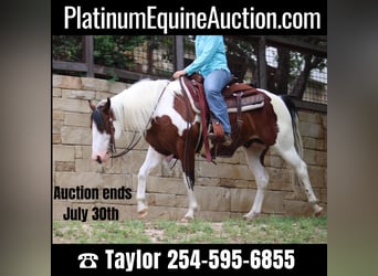 Quarter horse américain, Hongre, 7 Ans, 145 cm, Tobiano-toutes couleurs, in Eastland TX,