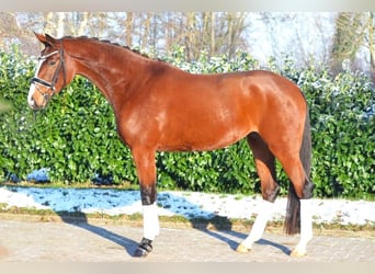 Hanoverian, Mare, 4 years, 16.1 hh, Brown, in Selsingen,