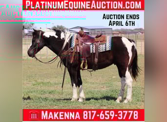 Paint Horse, Gelding, 13 years, 14,3 hh, Tobiano-all-colors, in Lipan Tx,