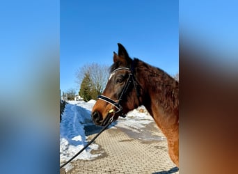 Österreichisches Warmblut, Stute, 18 Jahre, 160 cm, Brauner, in Zell an der Pram