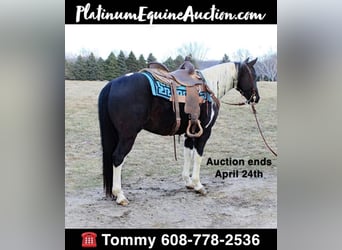 Quarter horse américain, Hongre, 6 Ans, 142 cm, Tobiano-toutes couleurs, in Dyersville IA,