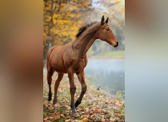 Hannoveriano, Caballo castrado, 1 año, 170 cm, Castaño, in Rinteln
