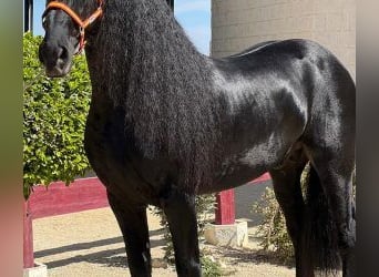 Other Breeds Mix, Stallion, 7 years, 15.2 hh, Black, in Sevilla,