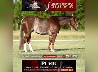 American Quarter Horse, Gelding, 5 years, Roan-Red, in Waco