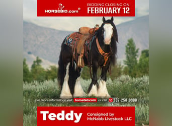 Gypsy Horse, Gelding, 5 years, 13.3 hh, Black, in Cody,