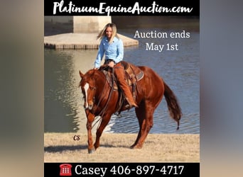 American Quarter Horse, Wallach, 8 Jahre, 152 cm, Rotfuchs, in Jackson TX,