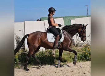 Mare 7 years