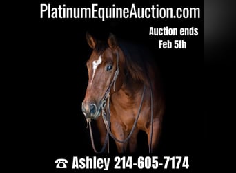 Quarter horse américain, Hongre, 7 Ans, 145 cm, Bai cerise, in Weatherford TX,
