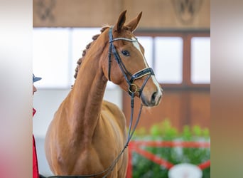German Sport Horse, Mare, 4 years, 16.1 hh, Chestnut-Red, in Münster-Handorf,