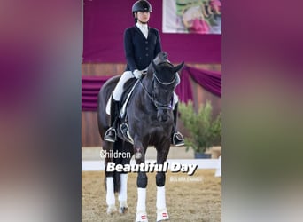 Hanoverian, Gelding, 15 years, 16,2 hh, Black, in Bad Schallerbach,