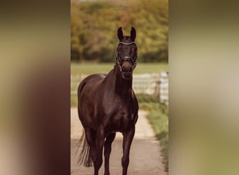 Oldenburg, Mare, 9 years, 16.1 hh, Brown, in Roeser,