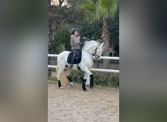 Andalusier, Hengst, 13 Jahre, 163 cm, White, in Ermelo