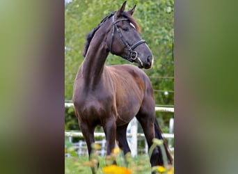 Hanoverian, Mare, 5 years, 17.1 hh, Black, in Tangstedt,