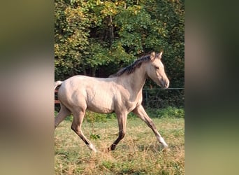Stallion 
