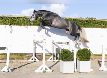 KWPN, Ogier, 3 lat, 164 cm, Siwa, in Waddinxveen