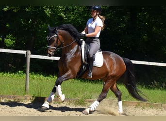 KWPN, Gelding, 7 years, 16,1 hh, Bay-Dark, in Neuss,