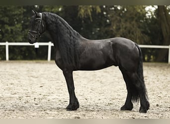 Frieserhästar, Valack, 7 år, 170 cm, Svart, in Britswert,