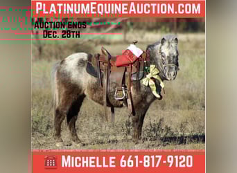 Caballo cuarto de milla, Caballo castrado, 5 años, Alazán-tostado, in Stephenville TX