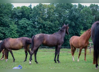 Oldenburger, Stute, 1 Jahr, 170 cm, Rappe, in Gudensberg