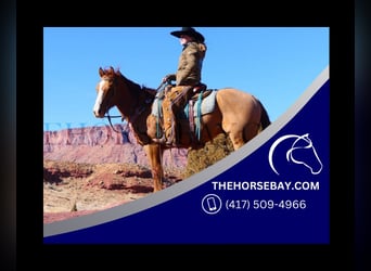 Quarter horse américain, Hongre, 10 Ans, 152 cm, Alezan dun, in Fort Collins, CO,