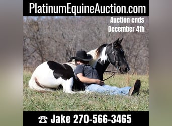 Spotted Saddle Horse, Wallach, 13 Jahre, 152 cm, Tobiano-alle-Farben, in Jamestown Ky,