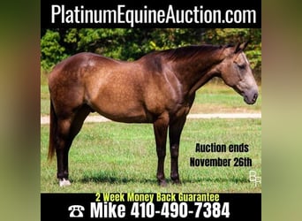 Quarter horse américain, Hongre, 13 Ans, Buckskin, in Mountain Grove, MO,