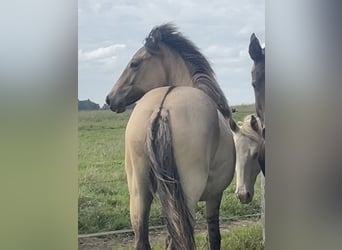 American Paint Horse Mix, Merrie, 1 Jaar, 160 cm, Falbe, in Bastogne