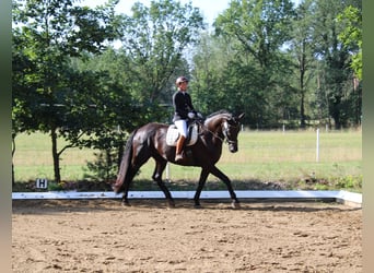 Hannoveraner, Wallach, 14 Jahre, 182 cm, Rappe, in Salzhausen,