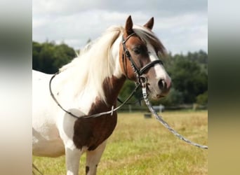 Polski kuc wierzchowy, Wałach, 8 lat, 128 cm, Srokata, in Großostheim