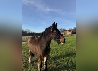 Wallach 12 Jahre