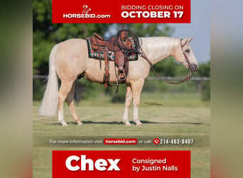 American Quarter Horse, Wallach, 10 Jahre, 152 cm, Palomino, in Kaufman, TX,