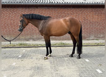 Gelding 5 years