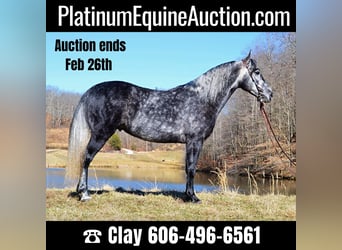 Tennessee walking horse, Hongre, 7 Ans, 152 cm, Gris pommelé, in Salyersville KY,