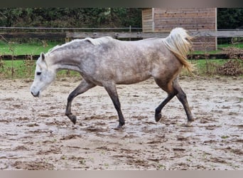 Egipski koń arabski, Klacz, 5 lat, 148 cm, Siwa w hreczce, in Boutersem,