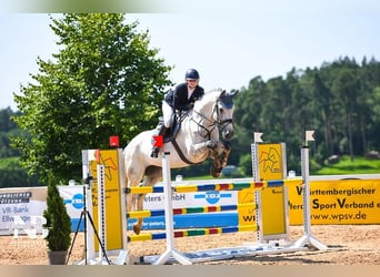 Wallach 11 Jahre