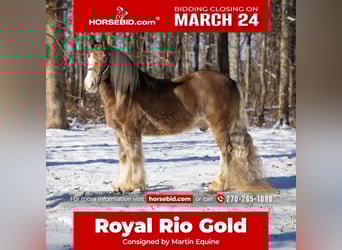 Tinker, Caballo castrado, 9 años, 157 cm, in Elkton, KY,